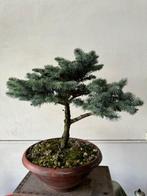 Spar bonsai (Picea) - Hoogte (boom): 40 cm - Diepte (boom):