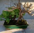 Jeneverbes bonsai (Juniperus) - Hoogte (boom): 10 cm -