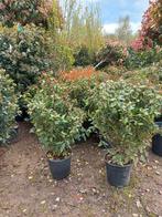 Viburnum tinus Eve price sneeuwbal, Ophalen