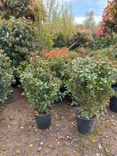 Viburnum tinus Eve price sneeuwbal, Tuin en Terras, Planten | Struiken en Hagen, Ophalen