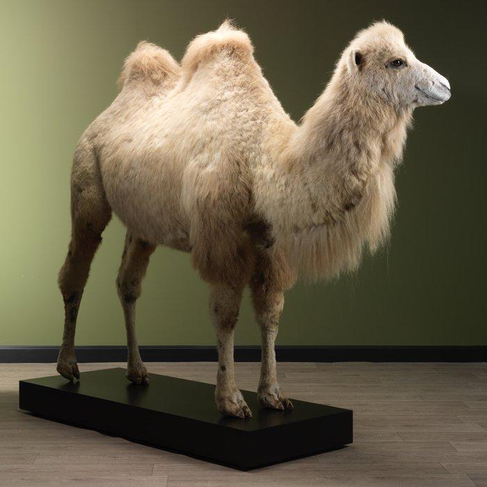 Kameel Taxidermie volledige montage - Camelus bactrianus -, Verzamelen, Dierenverzamelingen