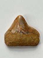 Megalodon tand 4,2 cm - Fossiele tand - Carcharocles