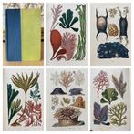 J. G. Wood - Common objects of the Sea Shore. - 1912