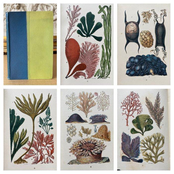 J. G. Wood - Common objects of the Sea Shore. - 1912, Antiek en Kunst, Antiek | Boeken en Bijbels