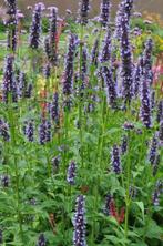 Dropplant Agastache Black Adder 5-10 Pot P9