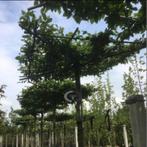 Dakbeuk - Carpinus betulus - Vierkant dak | omtrek: 10-14 cm, Ophalen of Verzenden