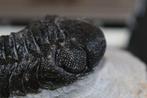 Phacops - Gefossiliseerd dier - Phacops - 8 cm (Zonder