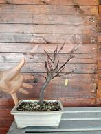 Prunus pisardii-bonsai - Hoogte (boom): 25 cm - Diepte, Antiek en Kunst