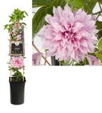 Klimplant Clematis Multi Pink PBR 75 cm - Van der Starre, Verzenden