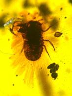 Birmese barnsteen - Barnsteen (Zonder minimumprijs)