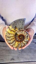Ammoniet - Gefossiliseerd dier - Aioloceras (Cleoniceras), Verzamelen, Nieuw