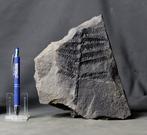 Fijn gedetailleerde fossiele plant - Grote maat -