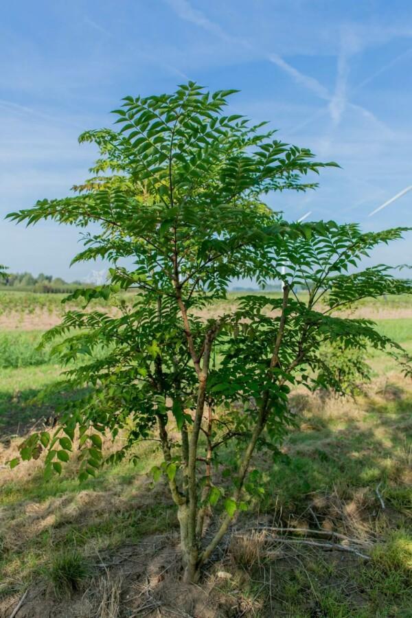 Aralia elata meerstammig, Tuin en Terras, Planten | Tuinplanten