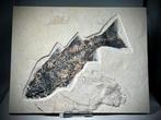 Museum Enorme zoetwatervis - Monsterspecimen - Fossiel