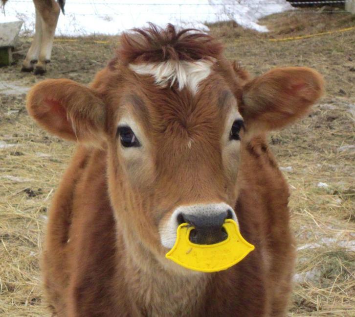 QuietWean speenhulp kalverneusflap - stressvrij spenen, Dieren en Toebehoren, Stalling en Weidegang