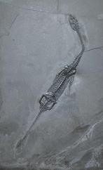 Fossiel - Fossiele matrix - Keichousaurus sp - 22.5 cm -, Verzamelen