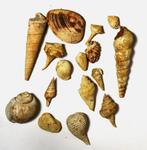 Uitgebreide verzameling fossiele schelpen - Burdigalian -, Verzamelen, Mineralen en Fossielen