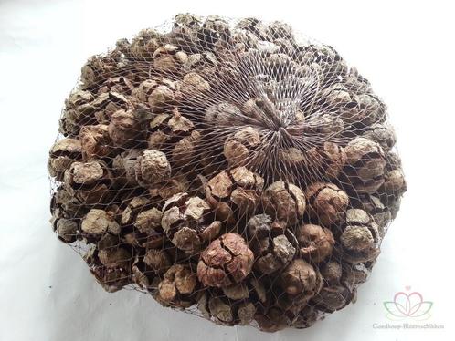 Cypressus naturel 1 kilo, Hobby en Vrije tijd, Knutselen, Nieuw, Ophalen of Verzenden