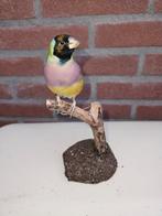 gould amadine Taxidermie volledige montage - Chloebia, Nieuw