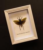 Sprinkhaan Taxidermie volledige montage - Aularches, Nieuw