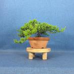 Jeneverbes bonsai (Juniperus) - Hoogte (boom): 12 cm -