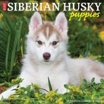 9781549235399 Just Siberian Husky Puppies 2024 12 X 12 Wa..., Nieuw, Willow Creek, Verzenden