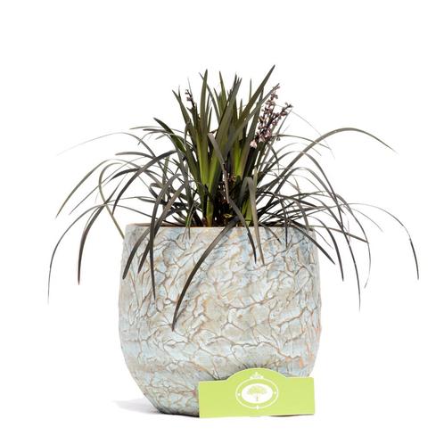 Zwart Gras Niger, Tuin en Terras, Planten | Tuinplanten, Verzenden