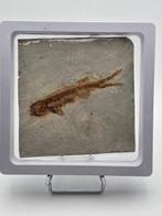 Vis - Gefossiliseerd dier - Lycoptera - 11 cm (Zonder