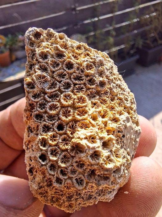 Oude fossielenverzameling met meer dan 30 stukken - Fossiele, Verzamelen, Mineralen en Fossielen