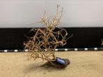 Osaka Bonsai Tree nr 26 - 40x13x48cm - aquascaping boom, Dieren en Toebehoren, Ophalen of Verzenden, Nieuw, Plant(en), Steen of Hout