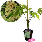 vingerplant Fatsia polycarpa Green Fingers + P, Tuin en Terras, Planten | Tuinplanten, Verzenden