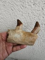 Basilosaurus - Fossiel bot