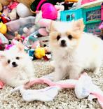 Schattige, speelse mini MALTIPOM , pomeranian x maltezer, Dieren en Toebehoren, Honden | Chihuahua's en Gezelschapshonden, Parvo