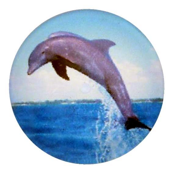 Fako Bijoux - Click Button - Glas - Dolfijn, Sieraden, Tassen en Uiterlijk, Armbanden, Verzenden