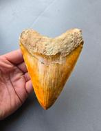 Megalodon - Fossiele tand - 138 mm - 106 mm, Verzamelen