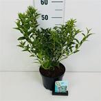 Deutzia Gracilis Bruidsbloem 50cm, Ophalen