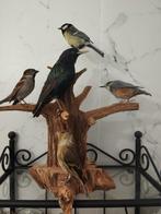 Great tit, common starling, common sparrow, ordinary, Nieuw