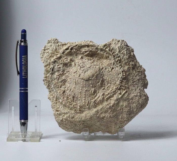 Grote echnidi met stekels - op plaat - Gefossiliseerd dier -, Verzamelen, Mineralen en Fossielen