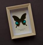 Vlinder Taxidermie volledige montage - Papilio karna karna -, Nieuw
