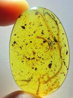 Amber - Barnsteen - fern in amber - 36 mm - 25 mm, Verzamelen, Mineralen en Fossielen