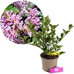 Syringa patula Miss Kim  + pot 17cm, Tuin en Terras, Verzenden