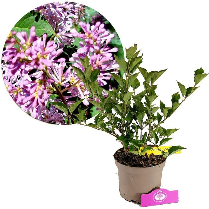 Syringa patula Miss Kim  + pot 17cm, Tuin en Terras, Planten | Tuinplanten, Verzenden