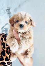 Echte MALTIPOO pups f1 , maltezer x toy poedel, NL nestje, Parvo, Overige rassen, 8 tot 15 weken, Meerdere