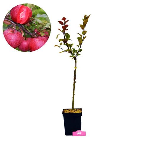 Malus Domestica Baya Marisa, Tuin en Terras, Planten | Fruitbomen, Volle zon, Verzenden