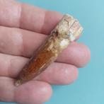 Dinosaurus - Fossiele tand - Spinosaurus aegyptiacus - 62 mm, Verzamelen