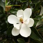 Magnolia grandiflora - 60-80 cm, Tuin en Terras, Planten | Tuinplanten, Ophalen of Verzenden