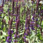 Salvia nemorosa Caradonna - Potmaat 9x9 cm, Tuin en Terras, Planten | Tuinplanten, Ophalen of Verzenden