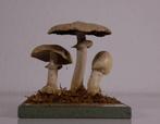 SCHOOLPLATENSHOP.NL een site met oude schoolplaten en ......, Antiek en Kunst, Verzenden, Natuur en Biologie