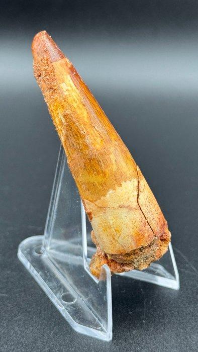 Spinosaurus - Fossiele tand - Cretaceous Spinosaurus Tooth –, Verzamelen, Mineralen en Fossielen