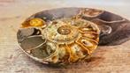 Ammoniet - Gefossiliseerd dier - Aioloceras (Cleoniceras)